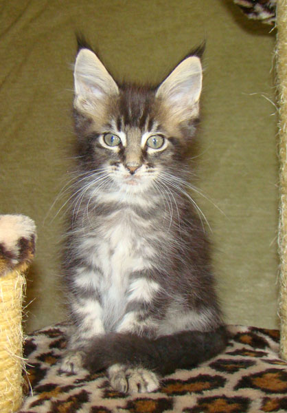     Catsvill County!   !    !       !!!    Catsvill County +7-926-544-74-09     .   ,   ,   ,    ,   ,  ,     ,   -,    ,   !